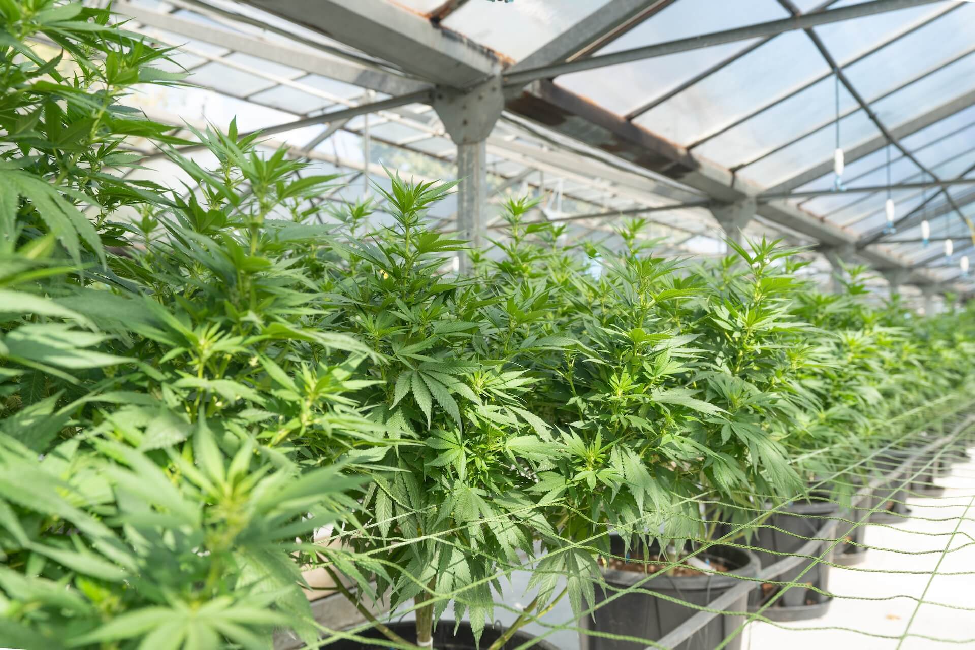 The Future of Cannabis Entrepreneurship and Opportunities for Growth