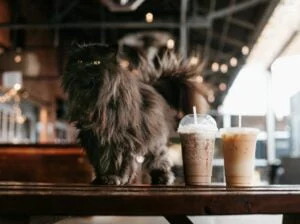 Cat Cafe Business Plan: How to Start and Run a Purrfect Cat Cafe Business