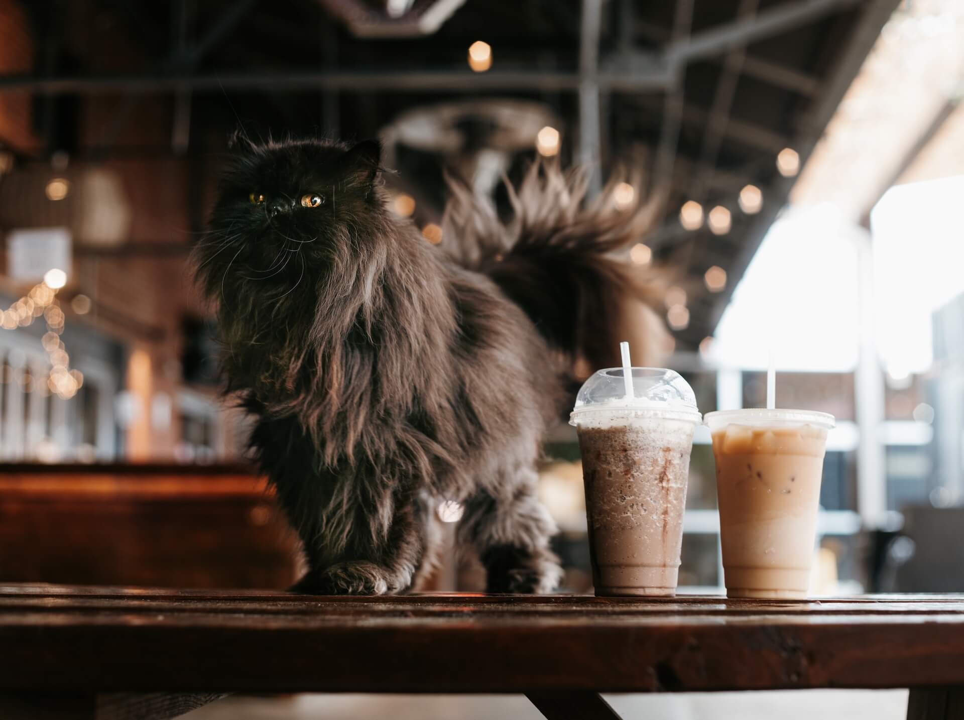 Cat Cafe Business Plan How to Start and Run a Purrfect Cat Cafe Business