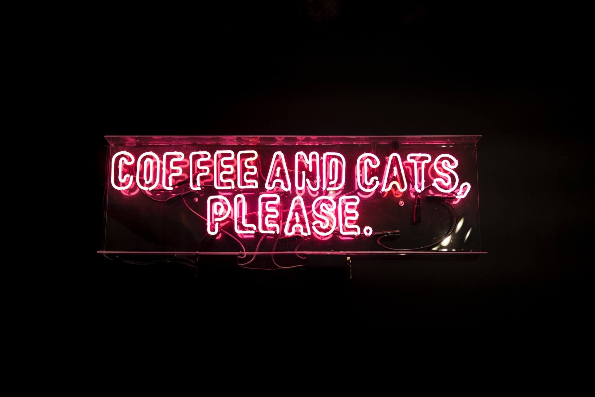 Developing a Winning Business Plan for Your Cat Cafe